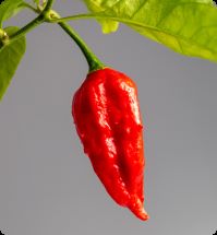 Peper aan het blad